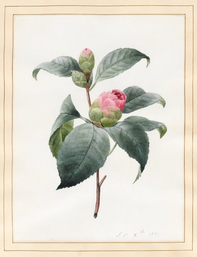 Camellia, 1826 by Louise DOrleans